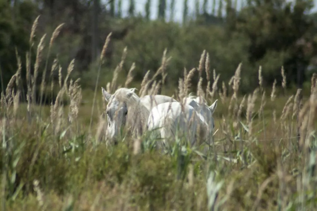 Bed and Breakfast Bergerie D'Alivon En Camargue Arles 0*,  Francia